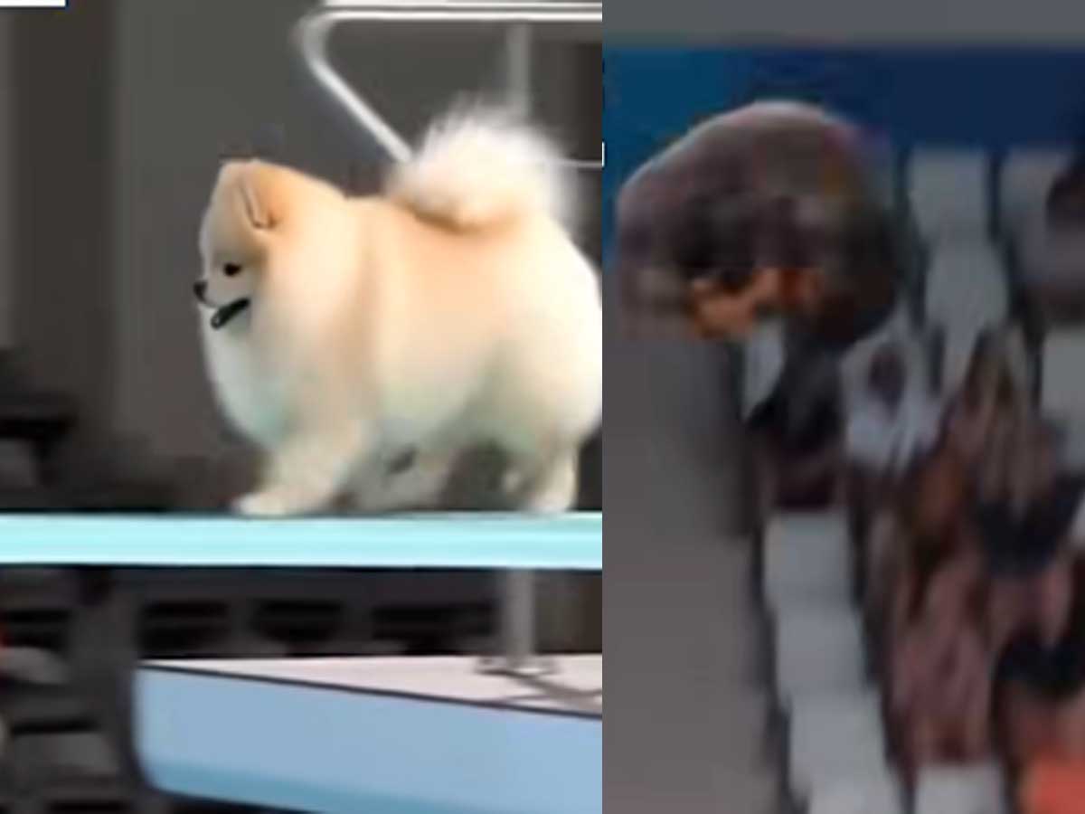 Dog Diving Olympics Real or Fake | Latest Information - Technology Update